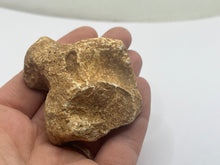 Load image into Gallery viewer, Cave bear bone
