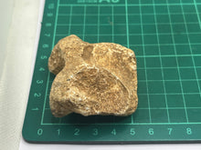 Load image into Gallery viewer, Cave bear bone
