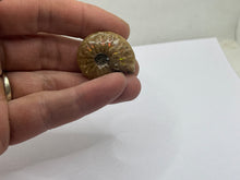 Load image into Gallery viewer, Red Cleonicetas Ammonite
