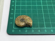 Load image into Gallery viewer, Red Cleonicetas Ammonite
