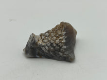 Load image into Gallery viewer, Tidbit coral
