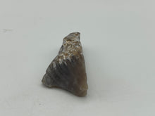 Load image into Gallery viewer, Tidbit coral
