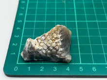 Load image into Gallery viewer, Tidbit coral
