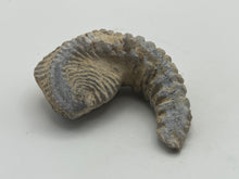 Load image into Gallery viewer, Rastellum bivalve
