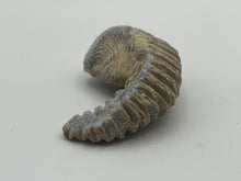 Load image into Gallery viewer, Rastellum bivalve
