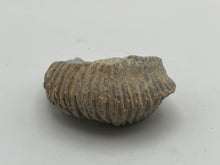 Load image into Gallery viewer, Rastellum bivalve
