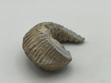 Load image into Gallery viewer, Rastellum bivalve
