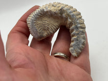 Load image into Gallery viewer, Rastellum bivalve

