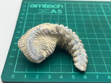 Load image into Gallery viewer, Rastellum bivalve
