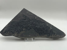 Load image into Gallery viewer, Osteoplepis Macrolepidotus Fish Fossil
