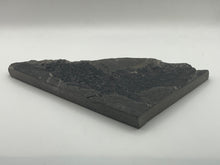 Load image into Gallery viewer, Osteoplepis Macrolepidotus Fish Fossil
