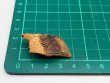 Load image into Gallery viewer, Lepidotes fish scale
