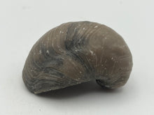 Load image into Gallery viewer, Devils Toenail Gryphaea

