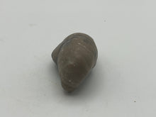 Load image into Gallery viewer, Devils Toenail Gryphaea
