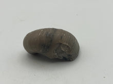 Load image into Gallery viewer, Devils Toenail Gryphaea
