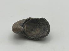 Load image into Gallery viewer, Devils Toenail Gryphaea
