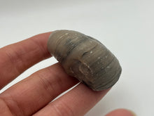 Load image into Gallery viewer, Devils Toenail Gryphaea
