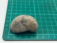 Load image into Gallery viewer, Devils Toenail Gryphaea
