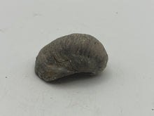 Load image into Gallery viewer, Devils toenail Gryphaea
