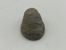 Load image into Gallery viewer, Devils toenail Gryphaea

