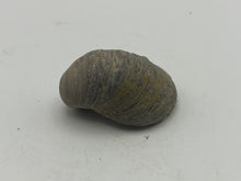 Load image into Gallery viewer, Devils toenail Gryphaea
