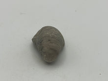 Load image into Gallery viewer, Devils toenail Gryphaea
