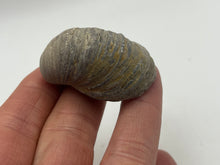 Load image into Gallery viewer, Devils toenail Gryphaea

