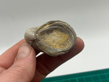 Load image into Gallery viewer, Devils toenail Gryphaea
