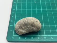 Load image into Gallery viewer, Devils toenail Gryphaea
