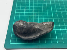 Load image into Gallery viewer, Whale ear bone
