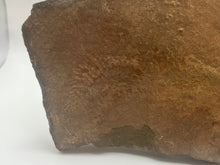 Load image into Gallery viewer, Trilobite trackways (cruziana)
