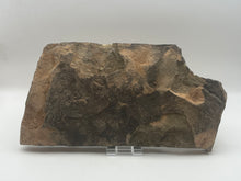 Load image into Gallery viewer, Trilobite trackways (cruziana)
