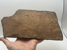 Load image into Gallery viewer, Trilobite trackways (cruziana)
