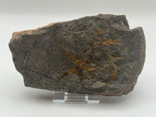 Load image into Gallery viewer, Brittle starfish echinoderm
