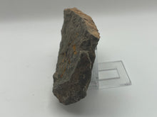 Load image into Gallery viewer, Brittle starfish echinoderm
