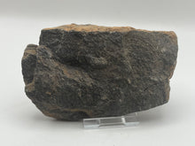 Load image into Gallery viewer, Brittle starfish echinoderm
