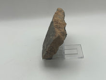 Load image into Gallery viewer, Brittle starfish echinoderm
