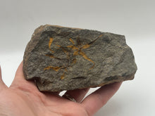 Load image into Gallery viewer, Brittle starfish echinoderm
