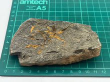 Load image into Gallery viewer, Brittle starfish echinoderm
