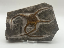 Load image into Gallery viewer, Brittle starfish ophuroides
