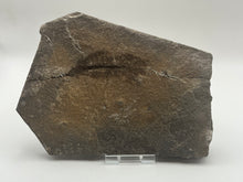 Load image into Gallery viewer, Brittle starfish ophuroides
