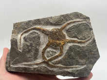 Load image into Gallery viewer, Brittle starfish ophuroides
