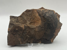 Load image into Gallery viewer, Trilobite trackways (cruziana)
