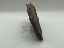 Load image into Gallery viewer, Trilobite trackways (cruziana)
