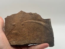 Load image into Gallery viewer, Trilobite trackways (cruziana)
