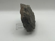 Load image into Gallery viewer, Brittle starfish echinoderm
