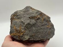 Load image into Gallery viewer, Brittle starfish echinoderm
