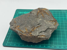 Load image into Gallery viewer, Brittle starfish echinoderm
