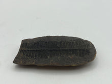 Load image into Gallery viewer, Carboniferous Leaf Fossil Nodule
