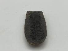 Load image into Gallery viewer, Carboniferous Leaf Fossil Nodule
